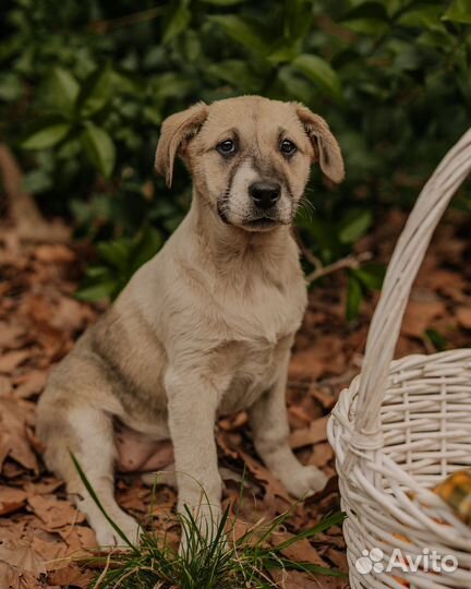 Щенок в добрые руки