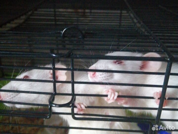 Крыса домашняя белая