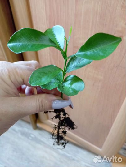 Лимонное дерево, Апельсиновое и Финиковое