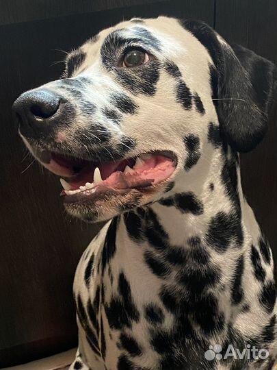 Ищем жениха