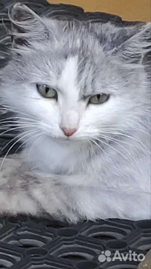 Спасите Пушинку