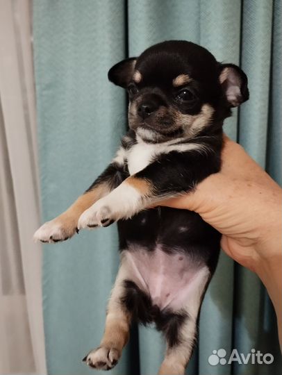 Щенки чихуахуа