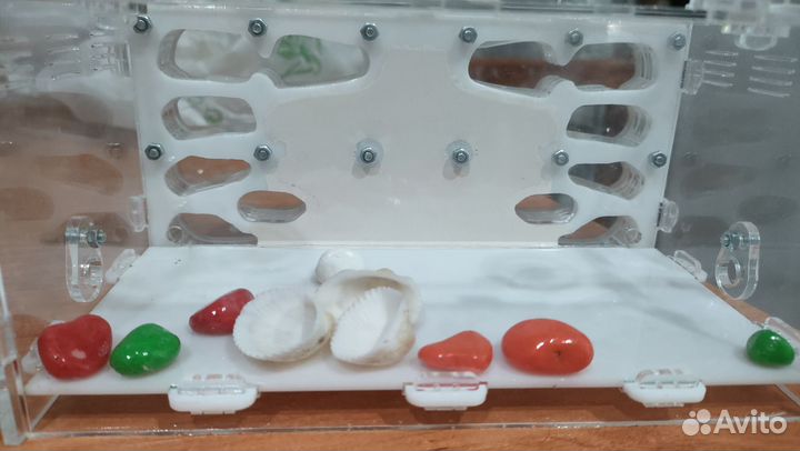 Формикарий для муравьев