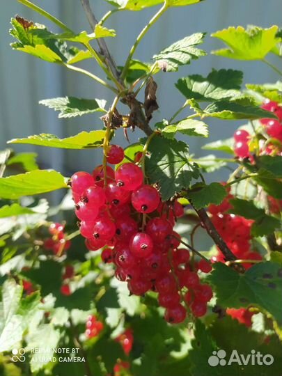 Ежевика, красная, чёрная смородина ягоды