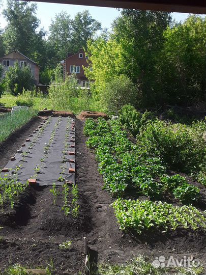 Рассада виктории 