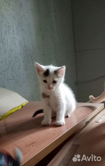 Котенок ищет дом