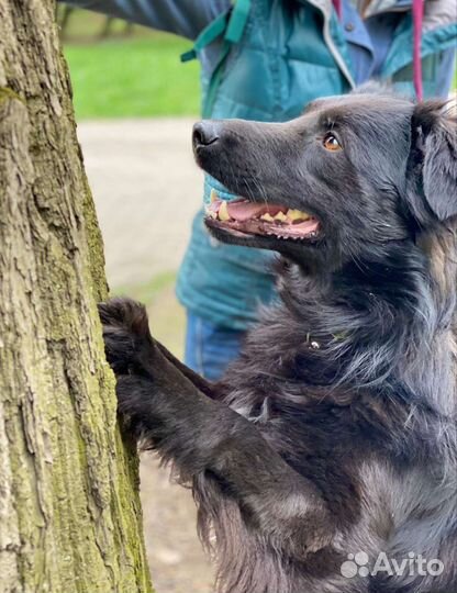 Добрый пёс ищет дом