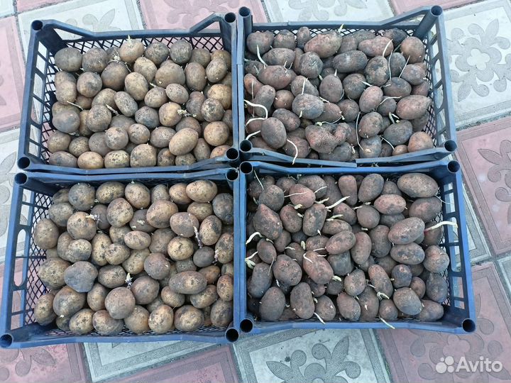 Картофель Беллароза семенной и на еду.Ривьера