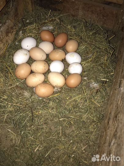 Курицы несушки