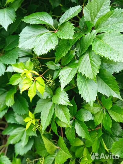 Хоста, бадан, девичий виноград