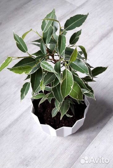 Фикусы на срез и укорененные