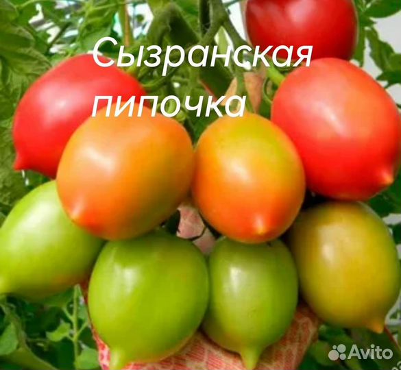 Семена коллекционных сортов томатов