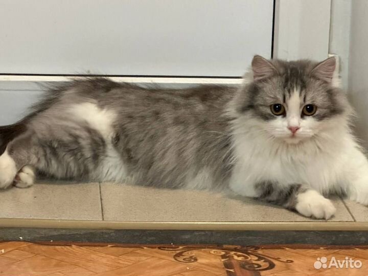 Отдам кошечку в добрые руки