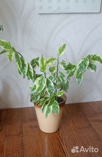 Педилантус