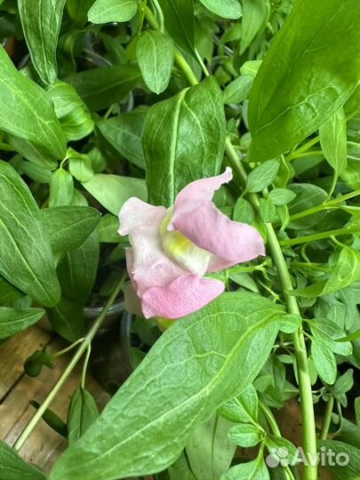 Рассада однолетних цветов