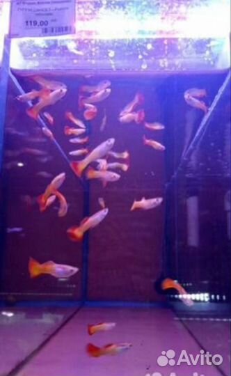 Рыбки и растения, доставка Москва от 1 часа