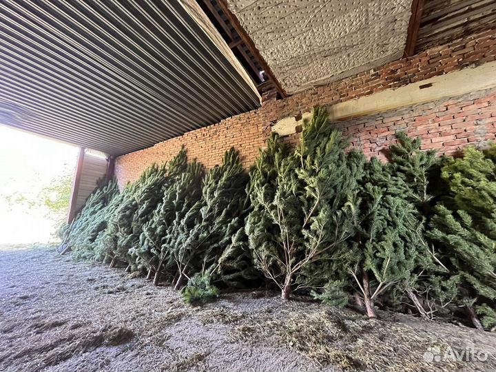 Сосна / елочка / елка