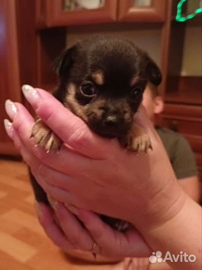 Мини той-терьер