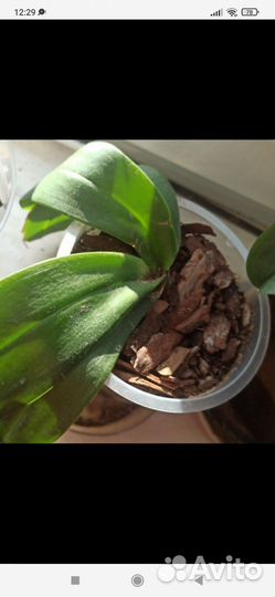 Орхидея обмен на другой цвет