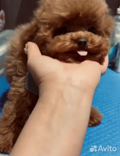 Тикап тедди девочка китай 5,5 мес