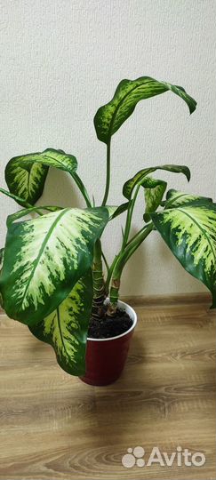 Комнатные цветы