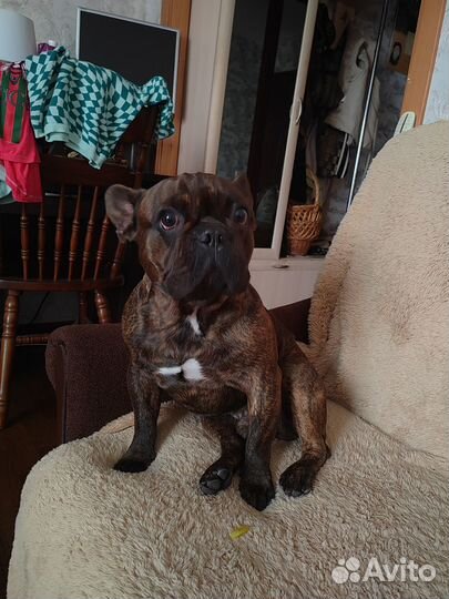 Французский бульдог кабель вязка