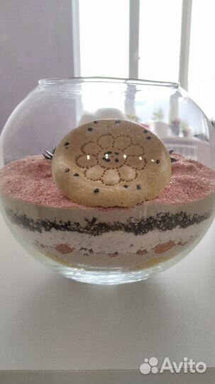 Флорариум. суккуленты