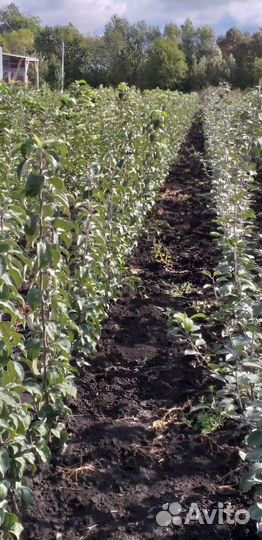 Продам саженцы яблони