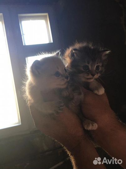 Котята россияне