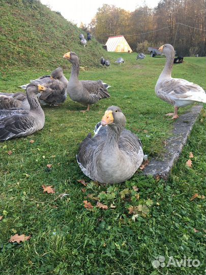 Гусь Тульский и Холмогорский и павловские петушки