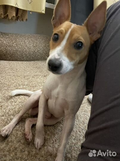 Вязка американский той-фокстертер