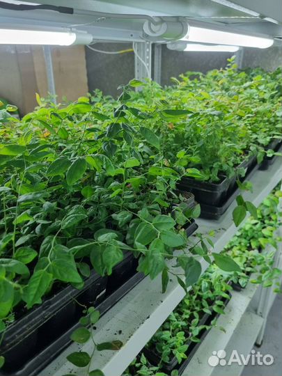 Голубика много сортов