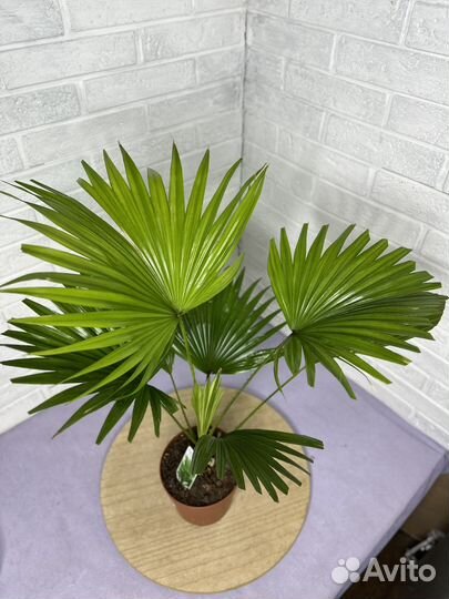 Пальма Ливистона