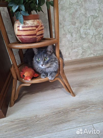 Котик ищет дом и семью