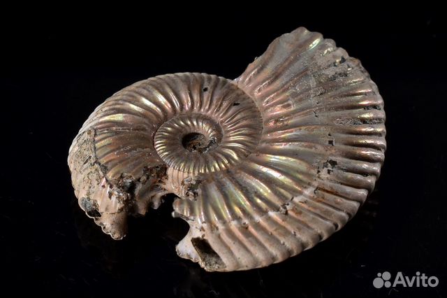 Аммонит. Лот №942