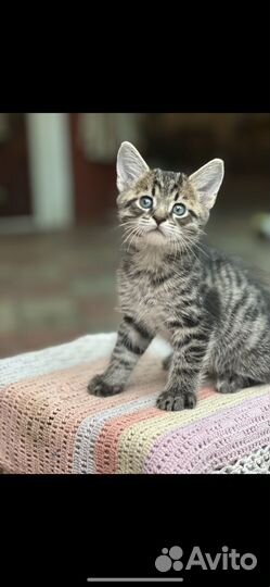 Бенгальские котята