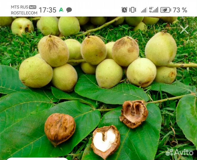 Маньчжурский орех саженец