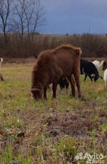 Козлята ламанча