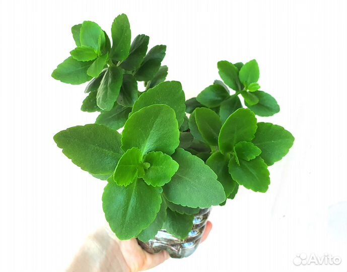 Фуксия бальзамин каланхоэ цветущие растения