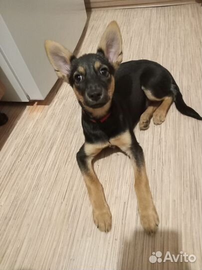 Щенок в добрые руки