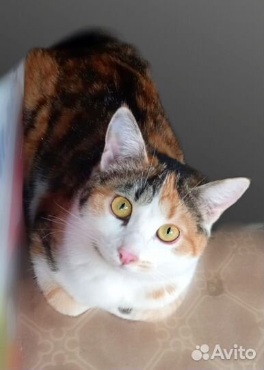 Кошечка подросток Мусенька