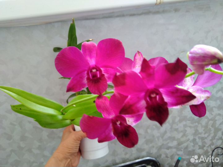 Орхидея дендробиум