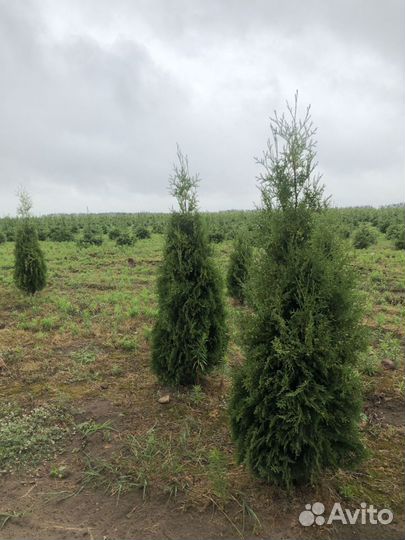 Туя 70-80 см