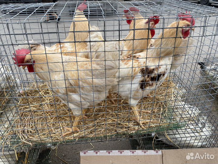 Куры несушки