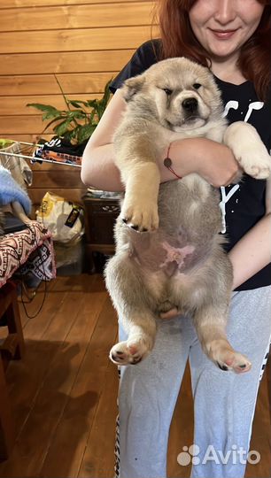 Щенки сао алабай