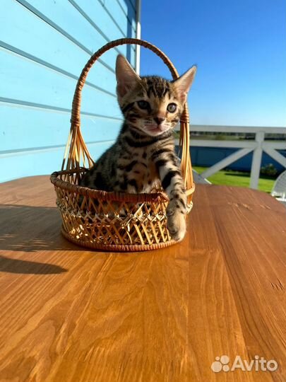 Бенгальские котята