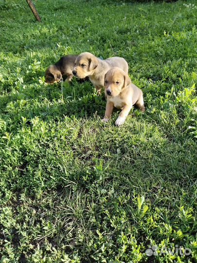 Щенки русской гончей