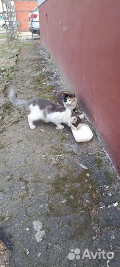 Котята