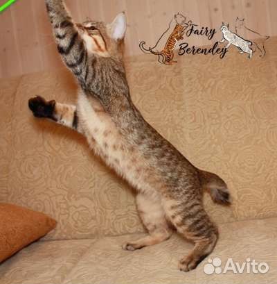 Котенок породы пиксибоб