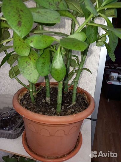 Синадениум